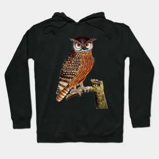 Cool Owl Graphic Hoodie